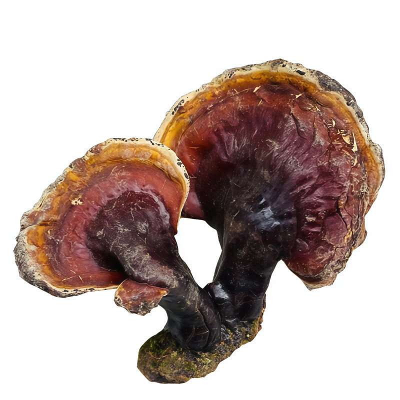 西藏野生赤灵芝片食疗滋补清仓