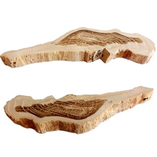 奇石观赏石三叶虫菊石牙燕子石树叶树化玉树化石打磨项坠开片2992