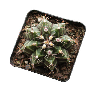 黑寡妇实生黑牡丹仙人球 稀有品种绯牡丹开花仙人掌多肉绿植花卉