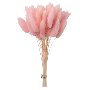 天然兔尾草狗尾巴草干草干花永生真花花束客厅装饰花摆件拍照道具