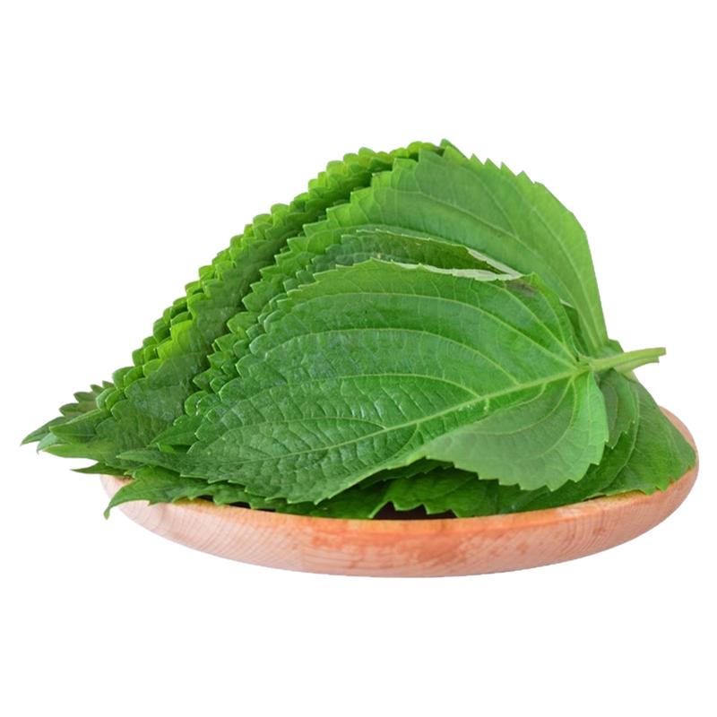 顺丰新鲜苏子叶韩式烤肉紫苏叶包饭叶蔬菜粘豆包叶蘸酱菜散装包邮