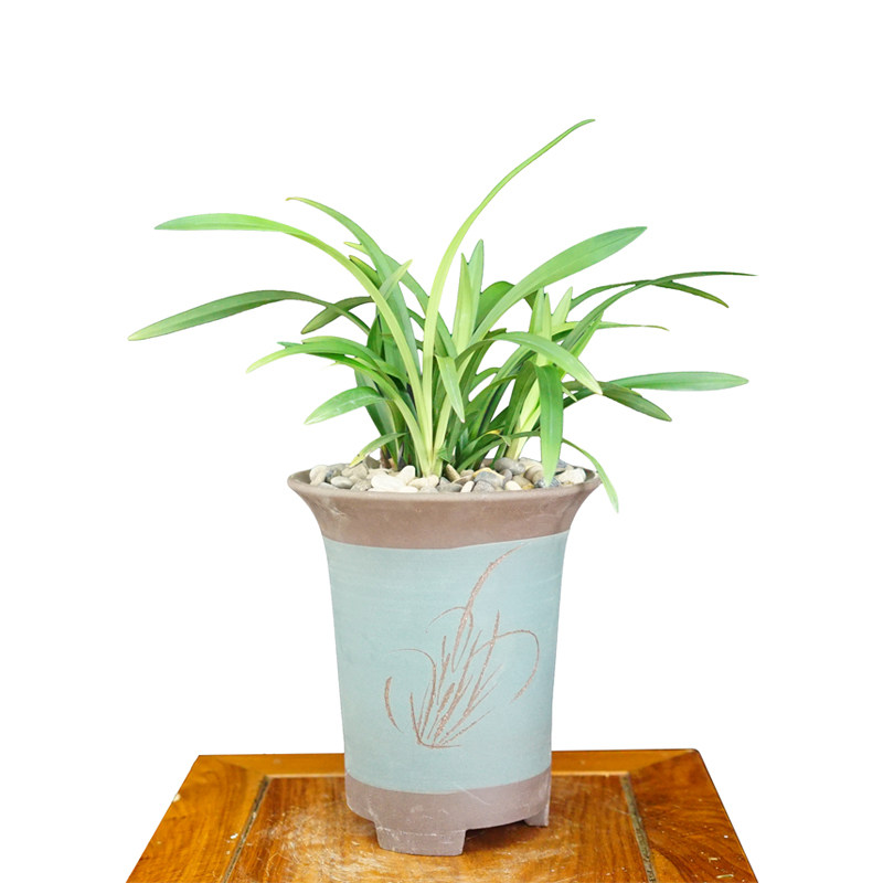 建兰【金荷】花期6-11月荷瓣浓香兰花苗室内花卉绿植盆栽