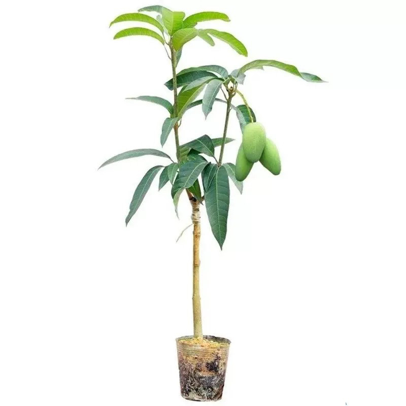 芒果树苗嫁接金煌芒四季芒果苗树当年结果树庭院盆栽果树果苗特大