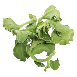 寿光水晶冰菜苗大苗非洲冰草种籽种子秧南方种四季菜带土种植罕见