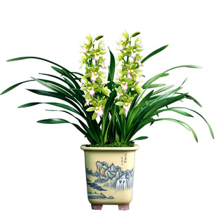 翁源兰花德芳兰业大花蕙兰香水香兰室内阳台浓香花卉绿植园艺盆栽