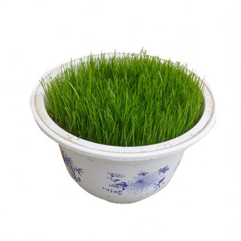 多年生室外绿化耐旱不修剪黑麦草