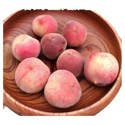 台农水蜜桃树苗桃果树苗结果苗南北方种植带土带叶15年淘宝老店