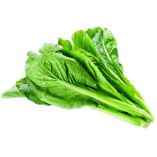 潮汕春菜种子小白菜青菜种籽香芥菜四季菜种籽种蔬菜孑菜籽甜介菜