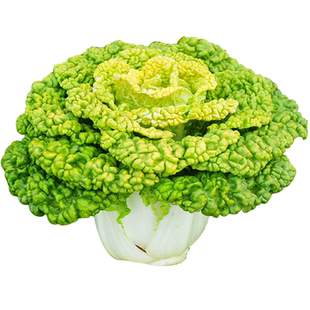 黄心乌塌菜种子黑心乌塌菜种籽抗热耐寒黄心菜秋冬季蔬菜种孑大全