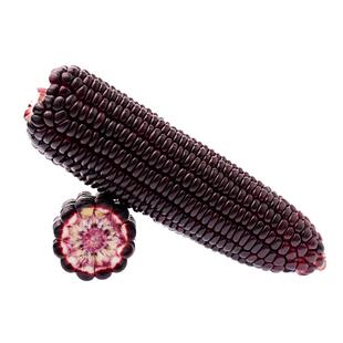 黑玉米种子珍珠糯8号国审紫美人甜糯玉米籽种非转基因杂交玉米种