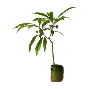 鸡蛋果树苗嫁接特大果耀堂仙桃果苗南北方种植盆栽地栽当年结果