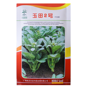 乾农玉田2号3号杂交菜心种子春秋四季油青粗条广东甜菜心种籽蔬菜