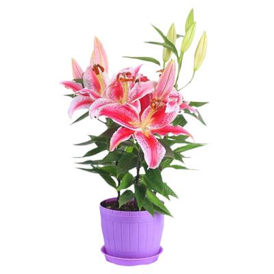 耐寒多年生百合花开花芳香