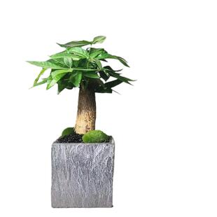 发财树室内耐阴植物办公室防辐射绿植四季常绿桌面盆景盆栽耐旱