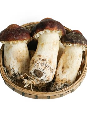顺丰空运云南新鲜赤松茸煲汤火锅