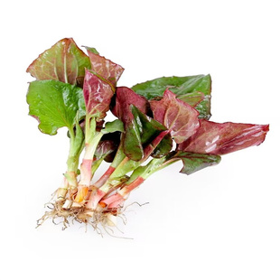 顺丰包邮3斤新鲜鱼腥草叶子野菜折耳根嫩叶猪鼻孔凉拌鱼星草四川