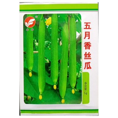 五月香丝瓜种子老品种5克