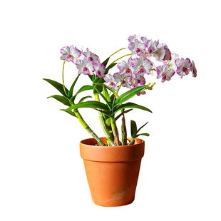 香水白泼墨石斛兰盆栽带花苞四季开花名贵兰花苗客厅花卉绿植水培