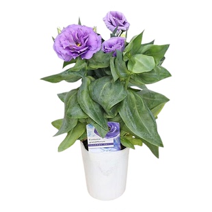 进口（矮）洋桔梗种子罗茜/淡蓝色Lavendver blue重瓣盆栽春秋播