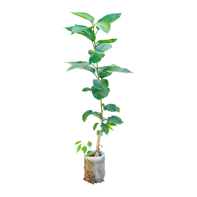 车厘子树苗盆栽樱桃树南方北方种植盆栽庭院果树矮化樱桃树大樱桃