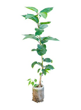 车厘子树苗盆栽樱桃树南方北方种植盆栽庭院果树矮化樱桃树大樱桃