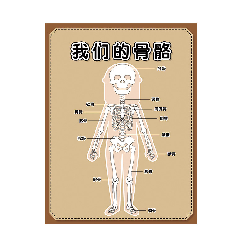 幼儿园小医院区域角环创装饰我的皮肤五官器官身体骨骼结构图认知