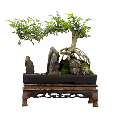 山水假山盆景老桩对节白蜡