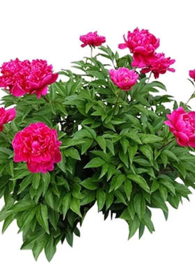 重瓣芍药花种苗带芽根块四季开花