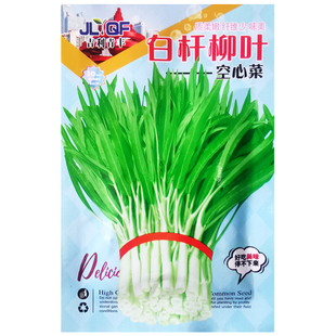白杆柳叶空心菜种子白梗通心菜种籽阳台盆栽青菜农家菜园蔬菜种孑