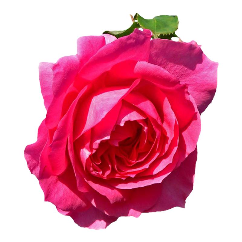 海蒂的花园 大游行爬藤月季花大有香味持续开花长势快庭院盆栽苗