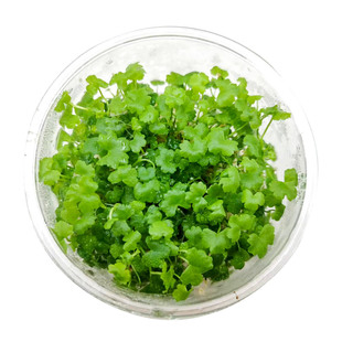 水草无菌杯迷你牛毛日本爬地矮珍珠椒草挖耳草鱼缸前景后景真植物