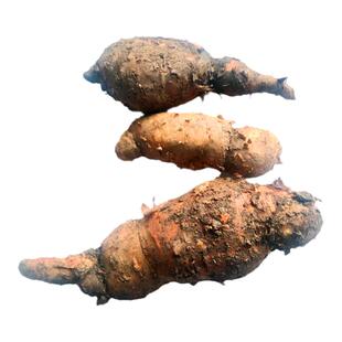 贵州新鲜白首乌中药材 隔山牛皮消隔山撬隔山消滋补药用食材500克