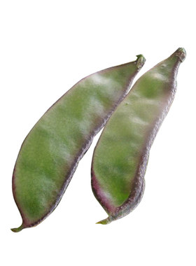 农家红边四季春秋蔬菜种孑扁豆角