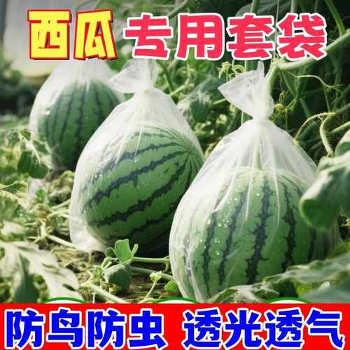 套袋果袋瓜果蔬菜防虫防鸟网袋蓝莓番茄南瓜葡萄火龙果西瓜保护袋