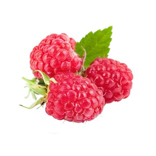 树莓苗双季覆盆子果树苗盆栽地栽南北方种植当年结果红黄黑树莓苗