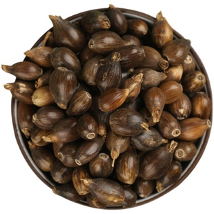 薏米种子薏苡仁种籽六谷子四季播种药食两用小薏米草珠子五谷杂粮