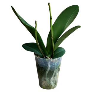 双花剑蝴蝶兰盆栽兰花大苗带花剑带花苞四季好养室内花好养易成活