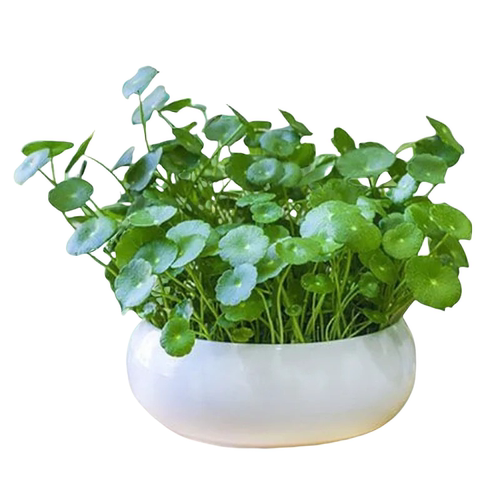 带叶铜钱草水培植物办公室内盆栽客厅桌面绿植花卉趣味水养金钱草