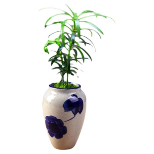 罗汉松盆栽室内绿植办公客厅桌面趣味迷你小盆景四季好养植物摆件