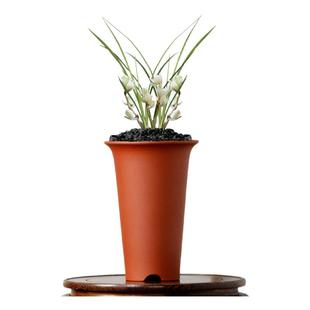 翁源兰花高端老种莲瓣兰素冠荷鼎名品四季建兰仁化白带花浓香好养