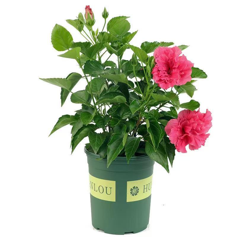 扶桑花盆栽重瓣带花苞红