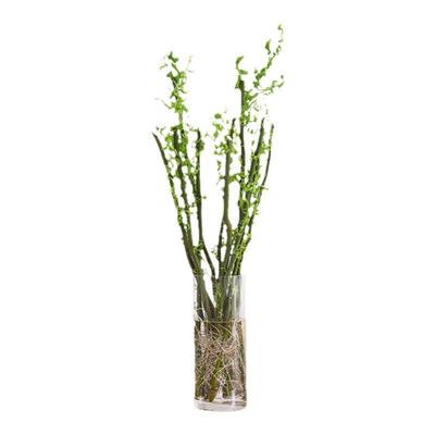 龙柳鲜枝四季常青客厅