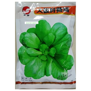 大板叶茼蒿种子耐寒茼蒿圆叶蒿子叶种籽春秋天四季播种蔬菜200克