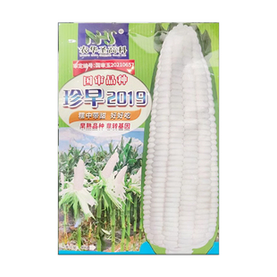 甜糯玉米种子水果玉米种籽包谷白甜糯四季蔬菜早熟超甜黏糯种孓