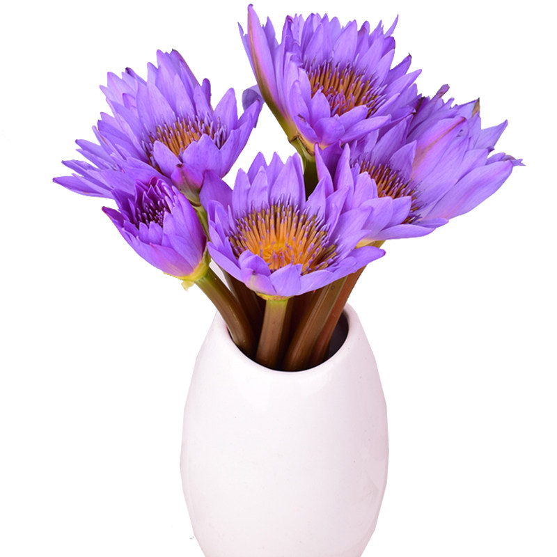 紫色睡莲蓝莲花鲜花客厅插花