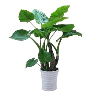 滴水观音室内新居去甲醛常绿净化空气绿植老桩海芋盆栽旺宅