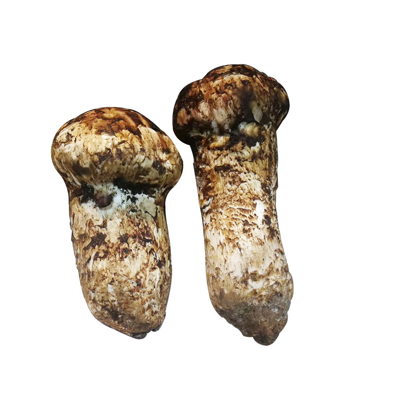 香格里拉野生新鲜松茸菌500g煲汤