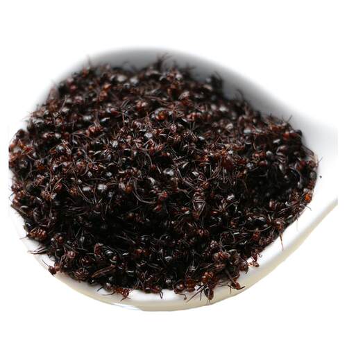 东北长白山黑蚂蚁泡酒500g蚁酸充足大山蚂蚁非拟黑多刺蚁干