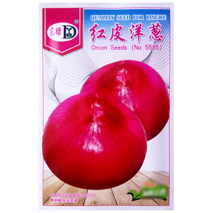 红皮洋葱种子种籽种植苗特大圆香味浓葱耐寒紫皮秋季葱种孑蔬菜