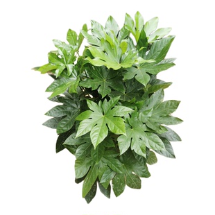 八角金盘 室内庭院大型观叶耐寒喜阴盆栽绿植 四季常青绿植